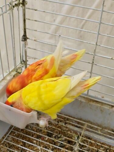 2 African Love birds with Cage