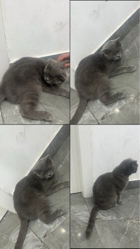 قطه