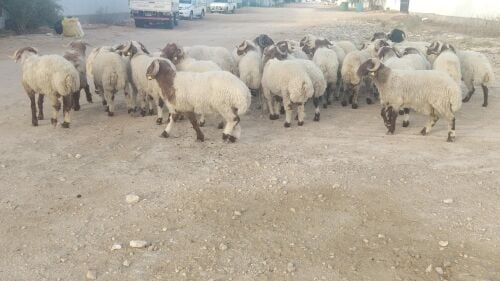 ضحايه سوريه مال الدوحه