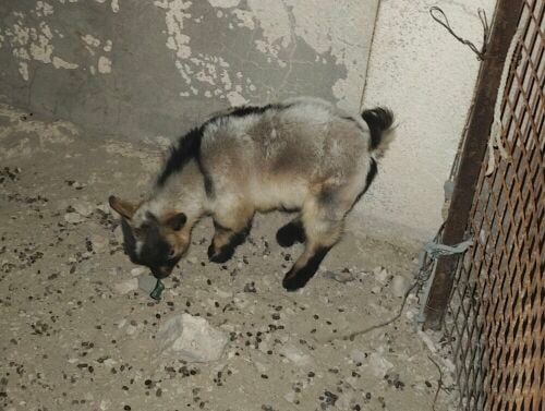 For sale: Dwarf goats