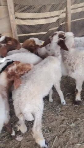 شوهت طيب سمان فيه رخال وشيه سمينه