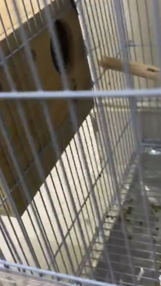 Lovebird red eyes albino