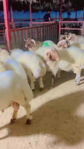 للبيع خرفان سوري انتاج عزبه ضحايا