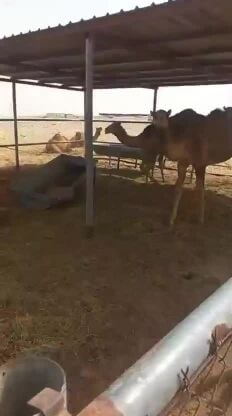 مفاريد ذبايح 