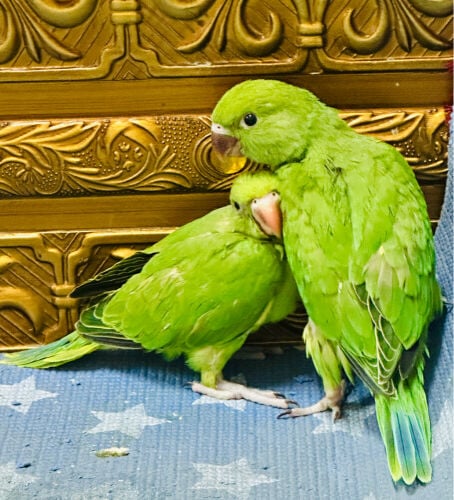 Parrot baby 