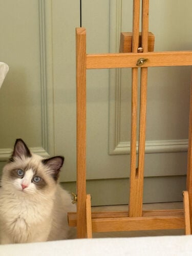 ragdoll boy 
