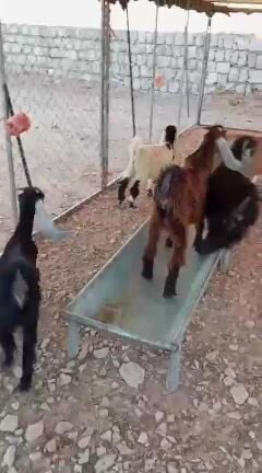 goat 3 months by