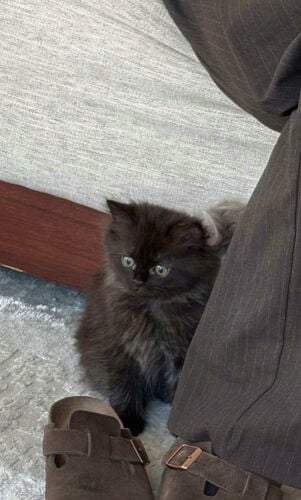 two kittens 