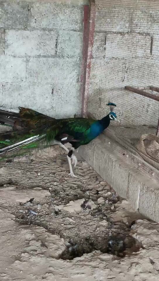 peacock Male