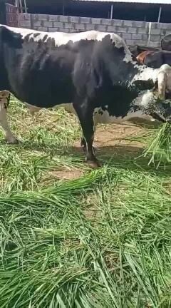 cow