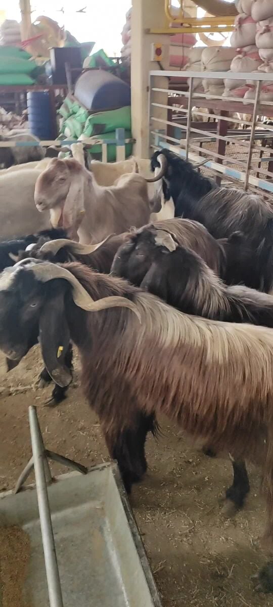 big Pakistani goat