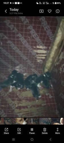 Beagle puppies for sale