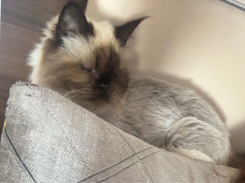  missing cat