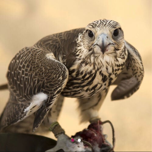 we will adopt a hawk of any age