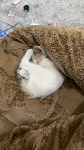 For adoption 
