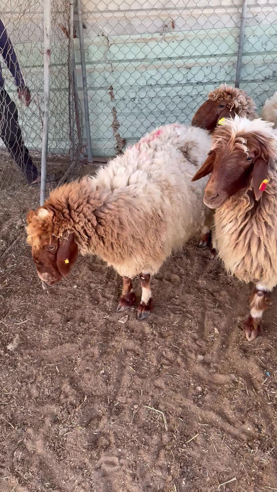sheep