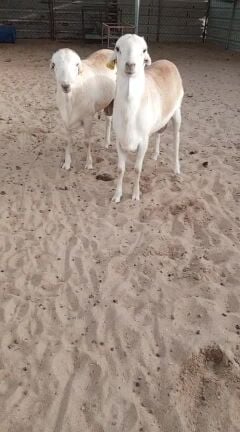 للبيع خرفان اضاحي تربيه عزبه السن