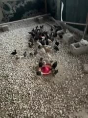 صيصان دجاج بلدي