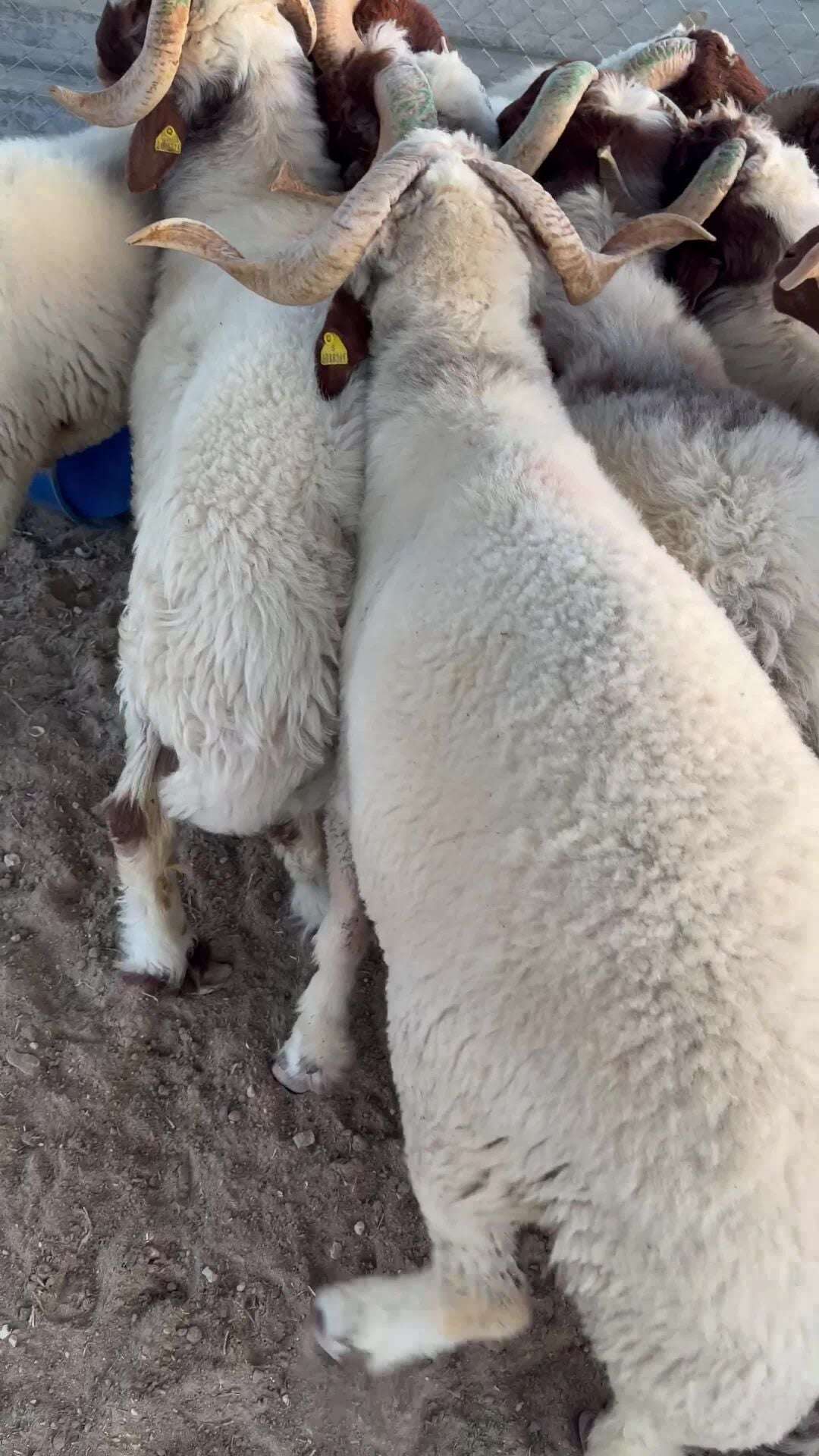 sheep for sale 