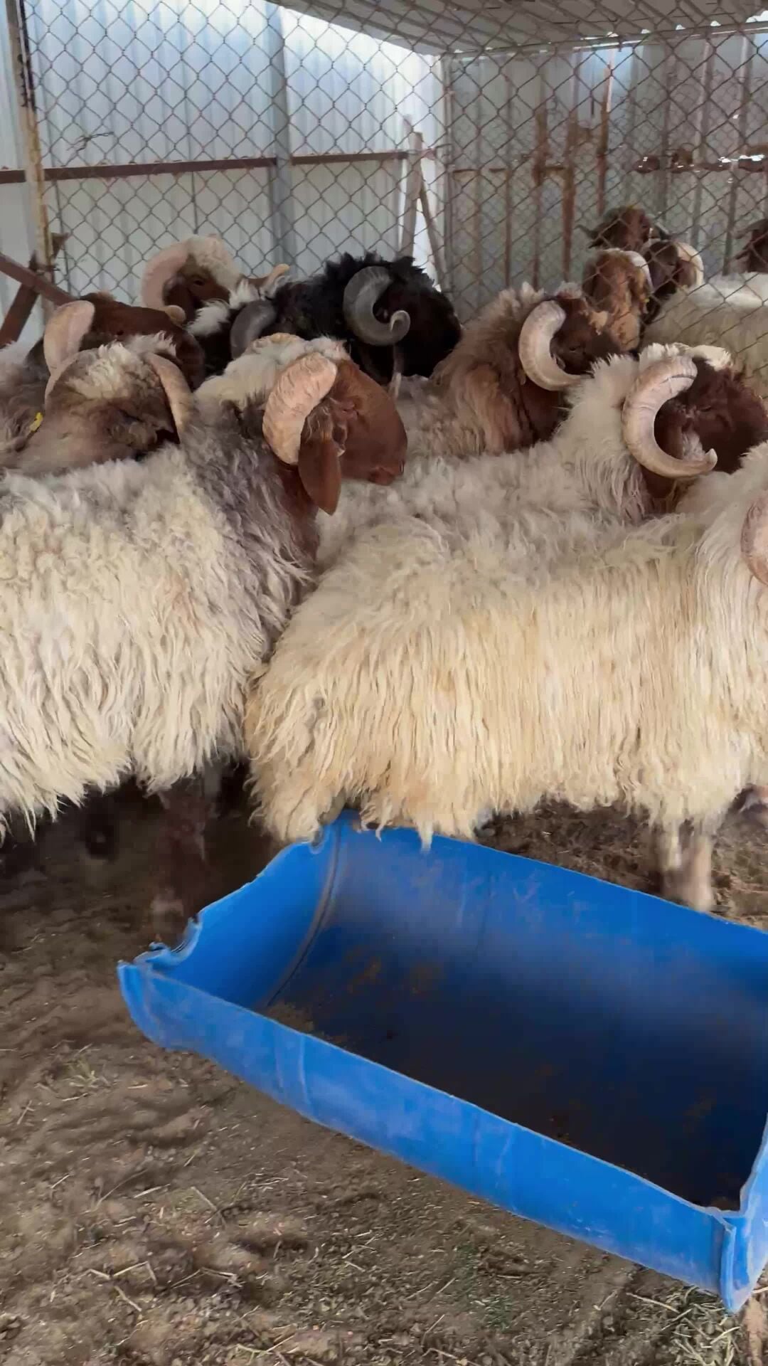 sheep for sale 