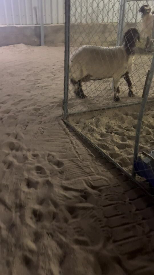 sheep