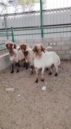 sheep 