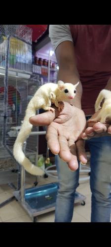 السنجاب الأبيض