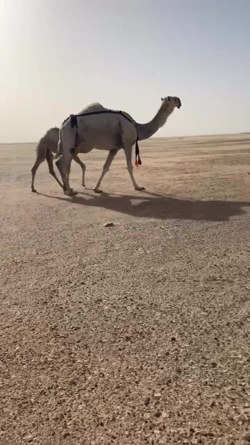 خلفة