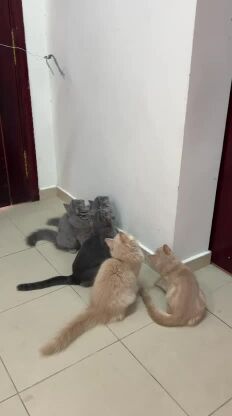 قطط