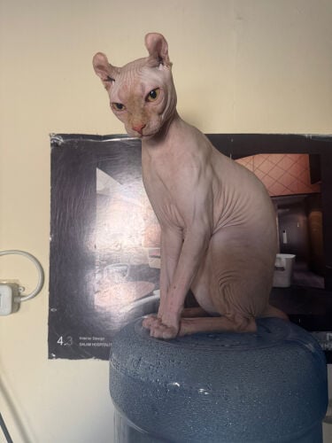 sphynx male cat