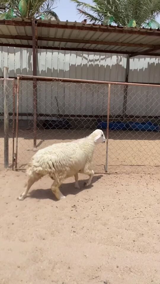 جذع حبصي ضحيه فل الفل