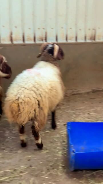 Syrian sheep for sale