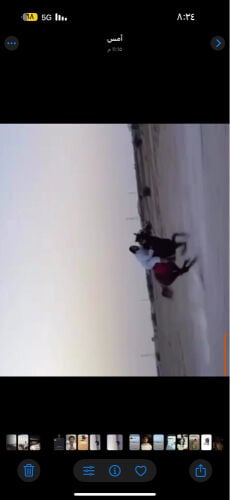 حصان عربي