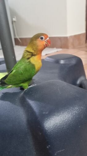 cute  love bird chick loves to play
