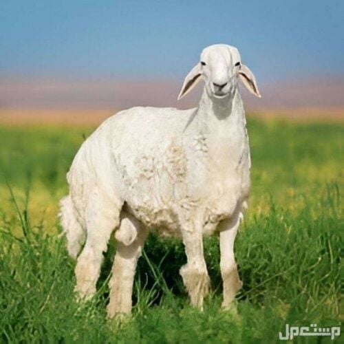 قصاب (جزار)سوداني متوفر