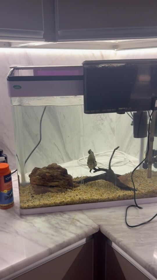 fish and tank