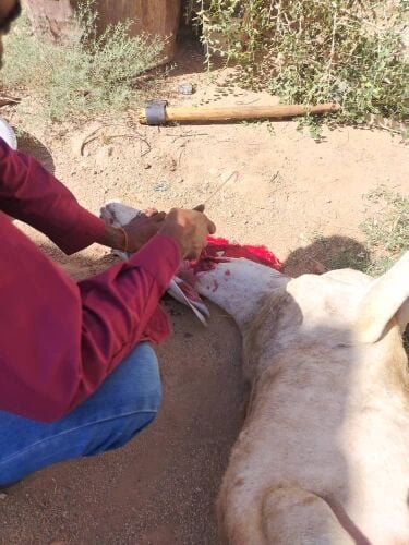 قصاب سوداني