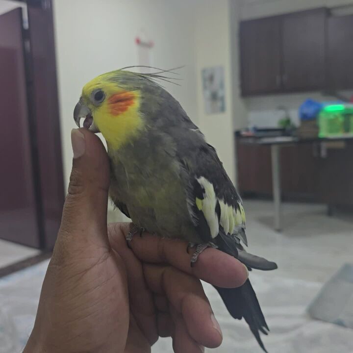 ذكر جاهز. واليف جدن  لعوب