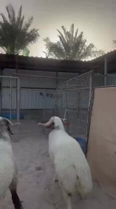 جذعان فواخر ضحايا فل الفل