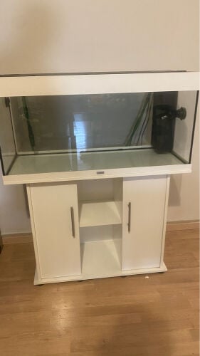 fish aquarium
