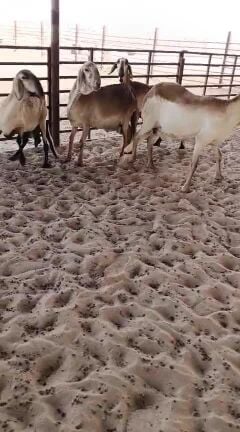 سواكن صنف