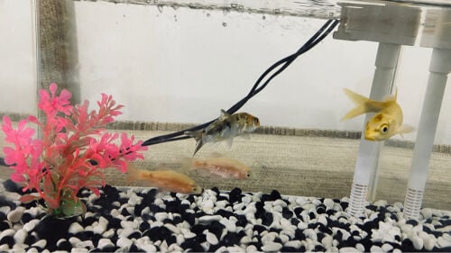 fish
