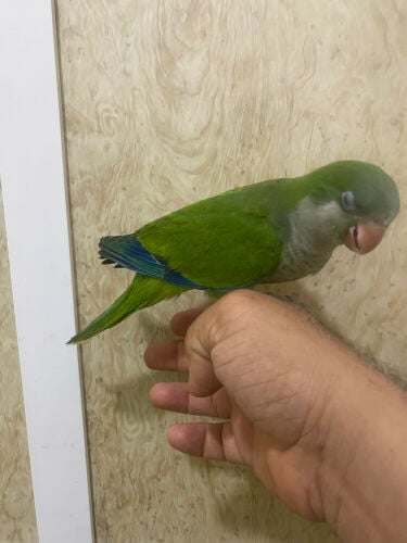 فروخ كوكير ليموني و ازرق 