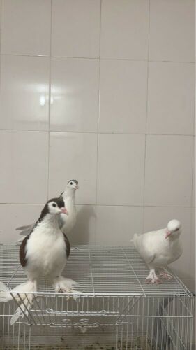 Lahori pigeon for sale