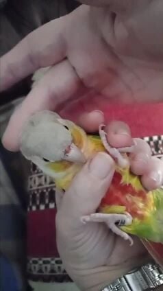 Pineapple Conure