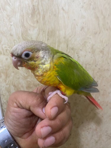 أناناس كنيور نهايت غر 