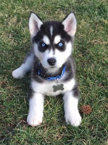 Siberian huskies puppies for sale