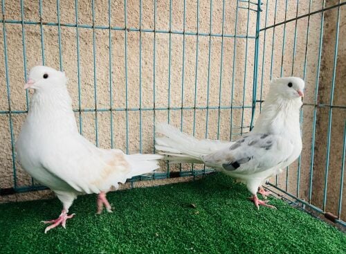 thaharani breeding pair