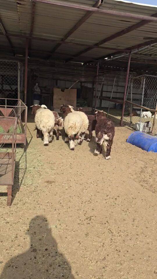 هرافي