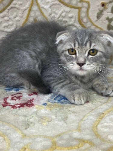 Scottish fold 